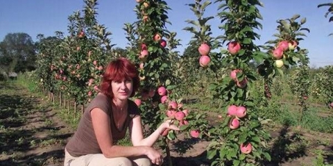 Kako orezati stubasto stablo jabuke